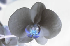 orchidee blanche coeur jaune
